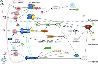 The role of inflammation in hematopoiesis and bone marrow failure: What can we learn from mouse models?